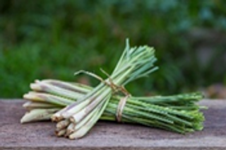 Lemon Scented Lemongrass Bunch