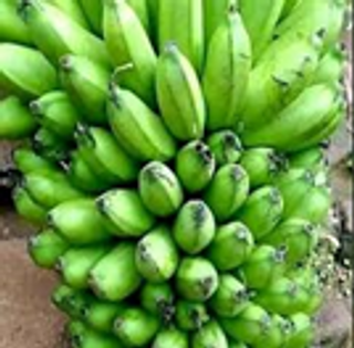 Green Matooke Bunch