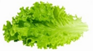 Lettuce Leaves Bunch
