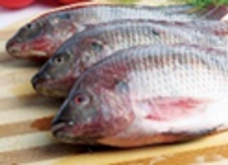 Fresh tilapia big en