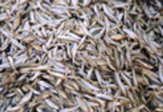 Silver fish en