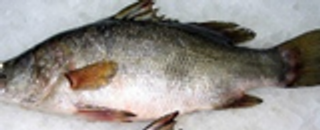 Fresh Nile perch en