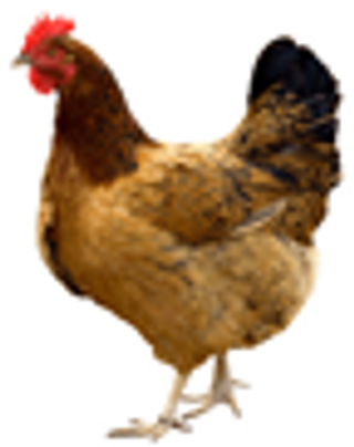 Local chicken big en
