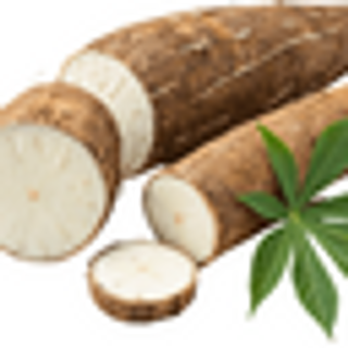 Cassava medium en