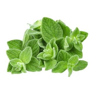 Oregano per bunch