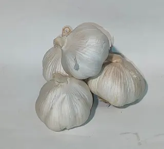 Beli luk 1kom