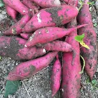 Fresh Pink Sweet Potatoes