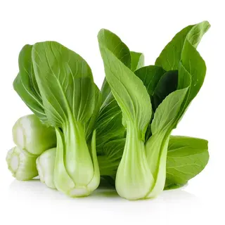 Pak Choi(Pacco) Cabbage
