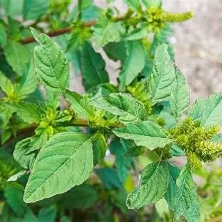 Organic Mchicha (Pigweed)