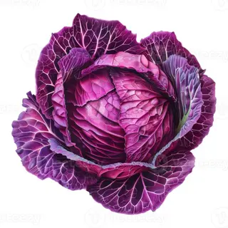 Purple Red Cabbage