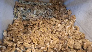 ნიგოზი ქართული