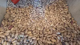 ლობიო გურულა