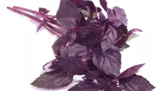 რეჰანი