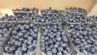 მოცვი