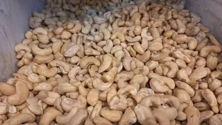 მოუხალავი ქეშიუ