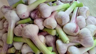 ახალი ნიორი