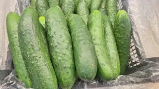 კიტრი (ქართული)