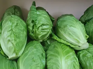 ახალი კომბოსტო