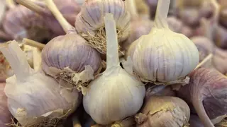 ნიორი