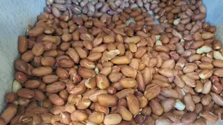 მიწისთხილი