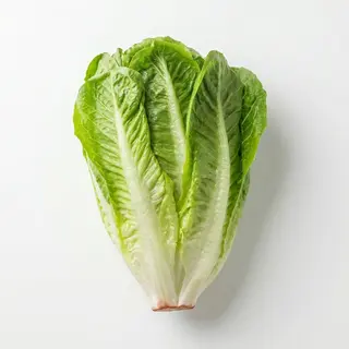 Romain Lettuce