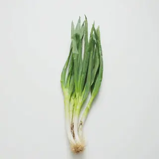 Spring Onion