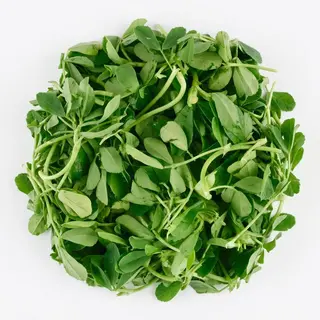 Fenugreek