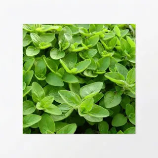 Marjoram