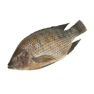 Fish, full