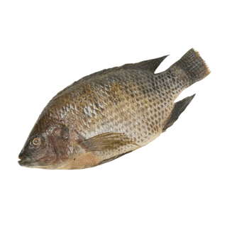 Fish, full
