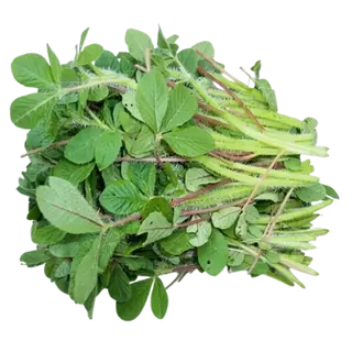 Saga Greens