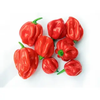 Scotch Bonnet Chilli
