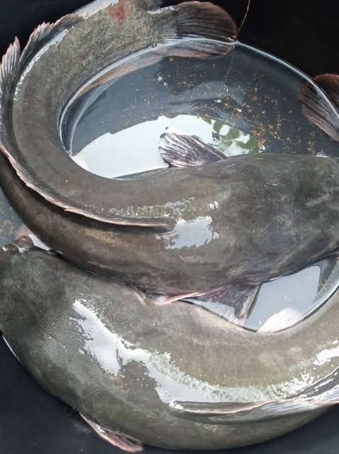 Big Fresh Catfish, 1 Fish