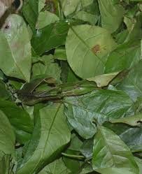 Afang Leaf