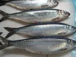 Sawa Sardine Fish, 1Kg