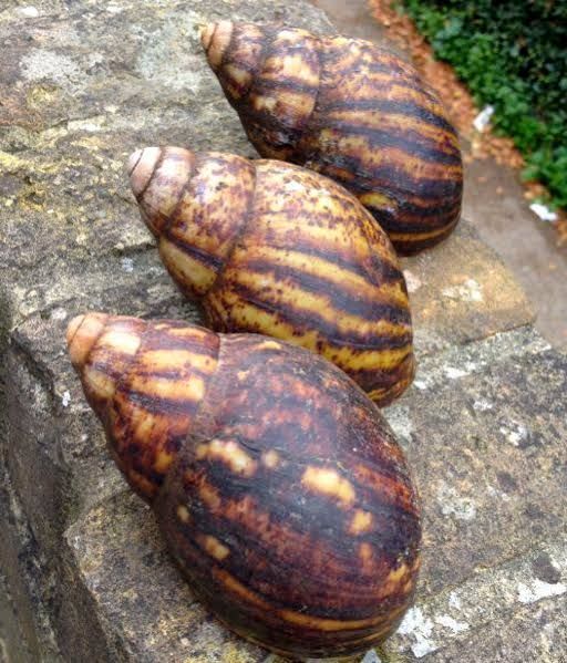 Snail Pack, 3 Units