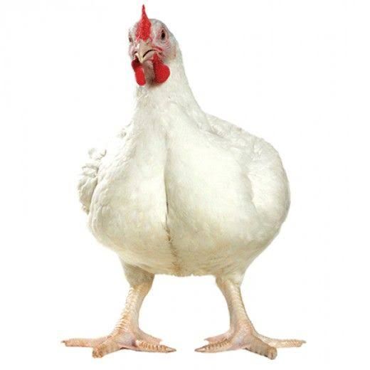 Live Broiler Chicken, Not Killed Or Dressed