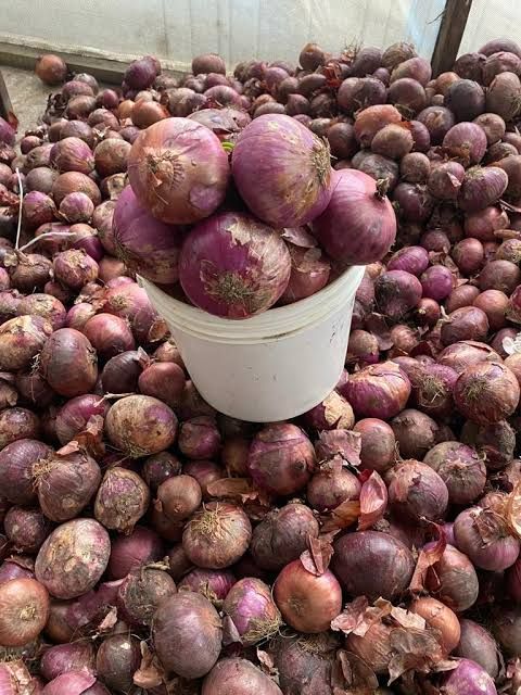 Purple Onion Paint, 1 Piece