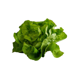 Zelena salata Pinćir Bio 1kom