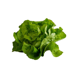 Zelena salata Pinćir Bio 1kom