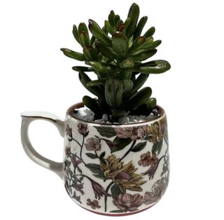 Crassula Ovata u Ukrasnoj Šalici