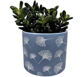 Crassula Ovata u Plavoj Dekorativnoj Teglici