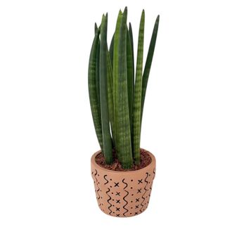 Sanseveria u Ukrasnoj Tegli