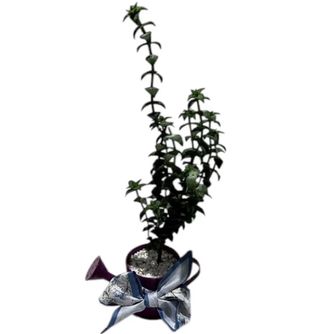Crassula Perforata u Ukrasnoj Teglici
