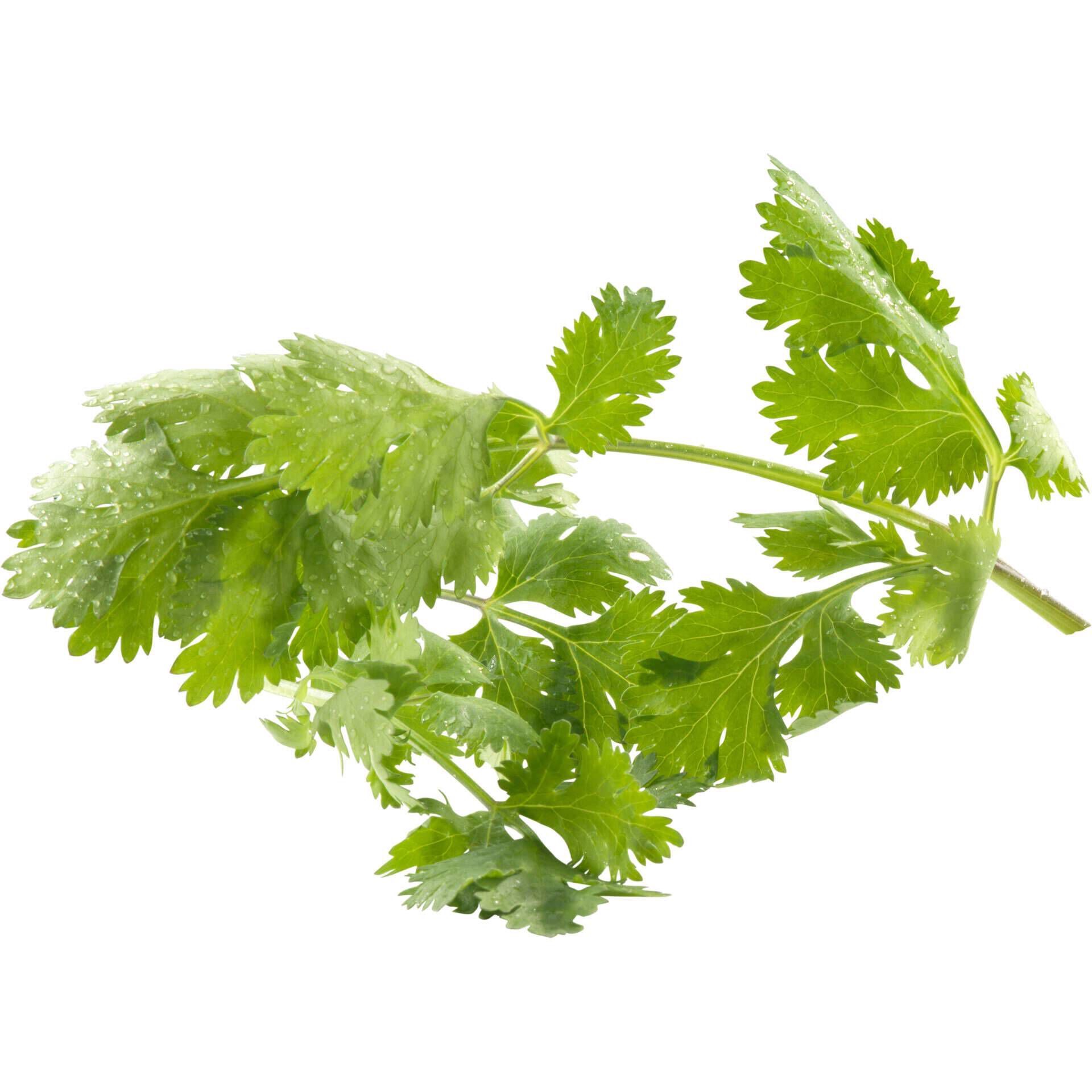 Ervas Aromáticas