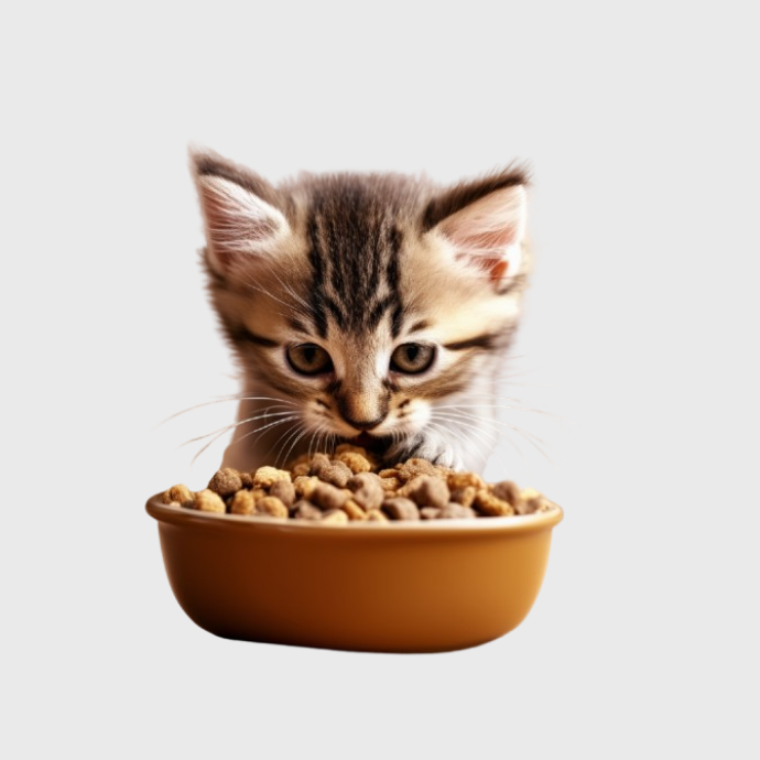 Hrană pentru pisoi juniori: