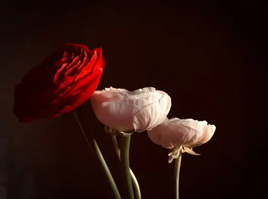 Cvjećarnica Nirvana