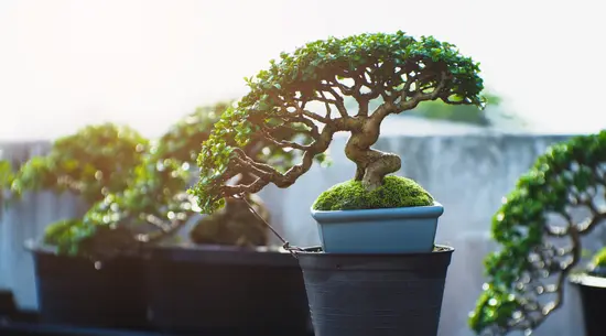 Bonsai Granada