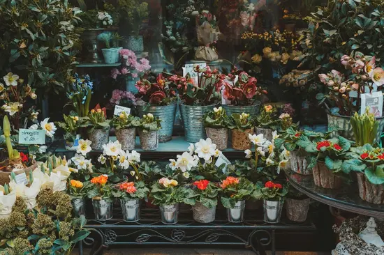 Fiori di Piazzale Susa