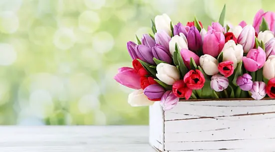 Happy Flowers